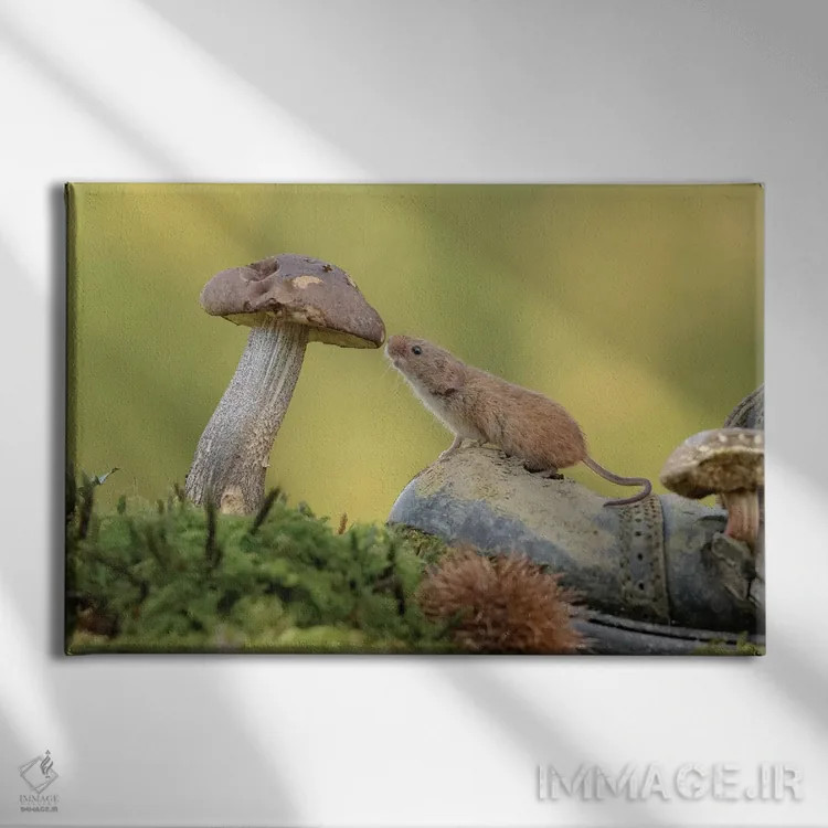 تابلو موش کنجکاو اثر باور میسون - نمای روبهرو روی دیوار