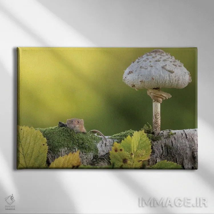 تابلو سلام پاییز اثر باور میسون - نمای روبهرو روی دیوار