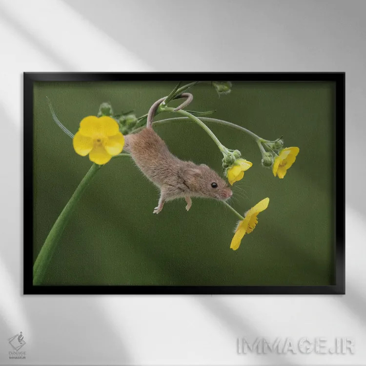 تابلو و حالا کشش (دراز کشیدن) اثر باور میسون - نمای قابدار مشکی