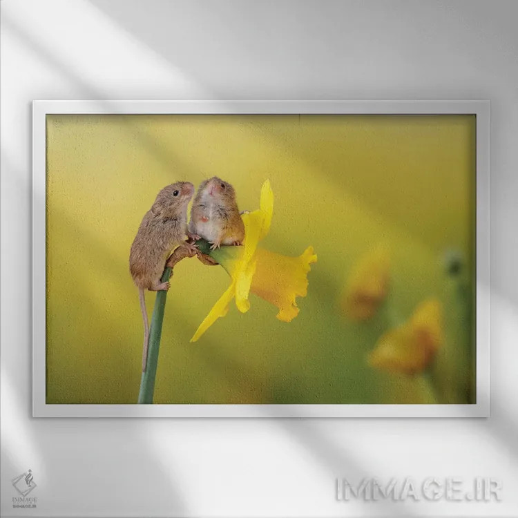 تابلو در میان گلهای نرگس اثر باور میسون - نمای قابدار سفید