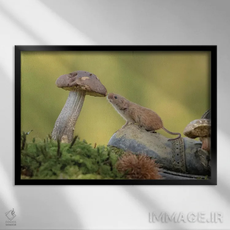 تابلو موش کنجکاو اثر باور میسون - نمای قابدار مشکی