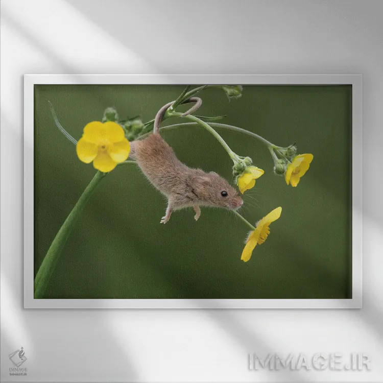 تابلو و حالا کشش (دراز کشیدن) اثر باور میسون - نمای قابدار سفید