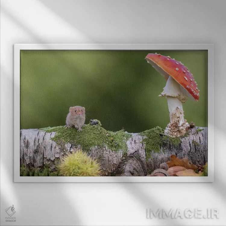 تابلو سلام پاییز اثر باور میسون - نمای قابدار سفید