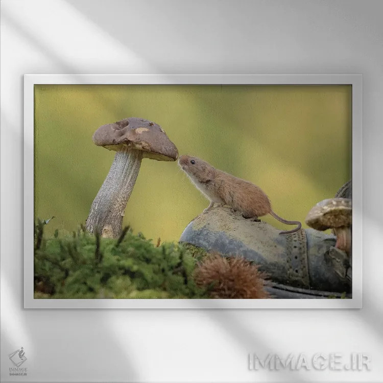 تابلو موش کنجکاو اثر باور میسون - نمای قابدار سفید