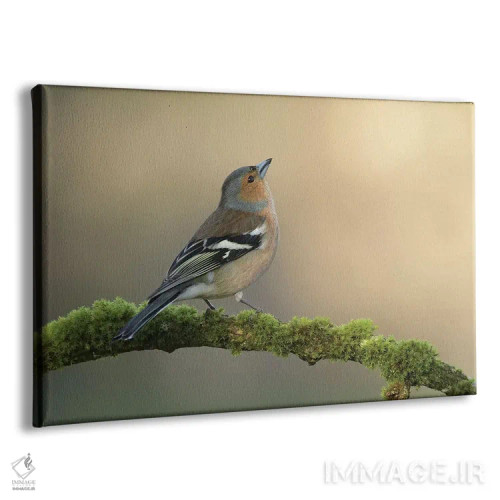 تابلو فنچ نر (نوعی پرنده کوچک) اثر باور میسون - نمای پرسپکتیو محصول