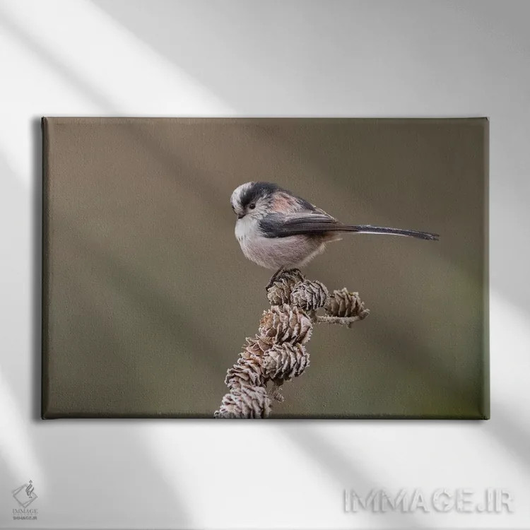 تابلو دمدراز روی مخروط لاریکس اثر باور میسون - نمای روبهرو روی دیوار