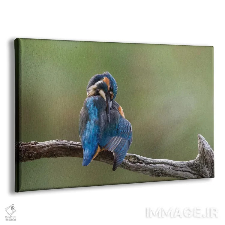 تابلو ماهیخورک در حال آراستن خود اثر باور میسون - نمای پرسپکتیو محصول