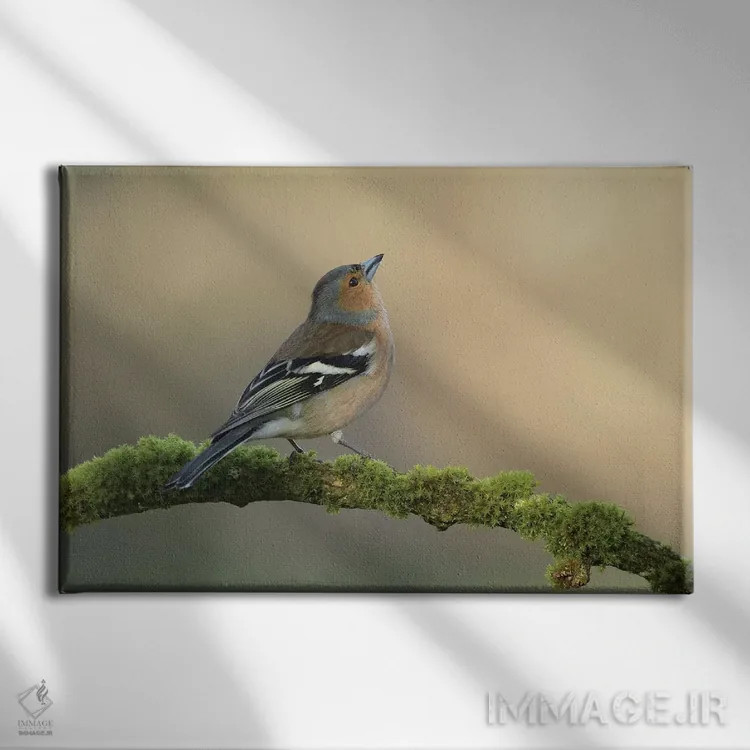 تابلو فنچ نر (نوعی پرنده کوچک) اثر باور میسون - نمای روبهرو روی دیوار