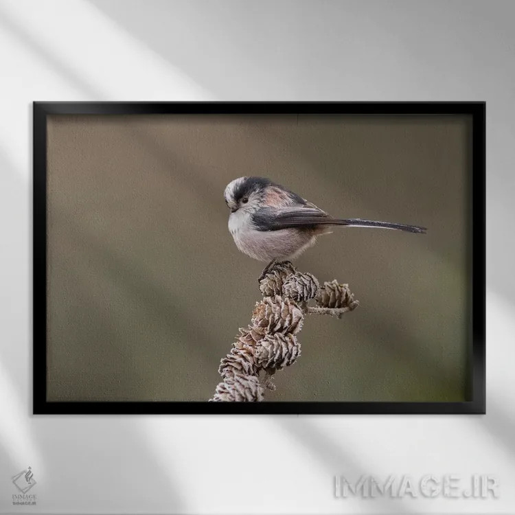 تابلو دمدراز روی مخروط لاریکس اثر باور میسون - نمای قابدار مشکی