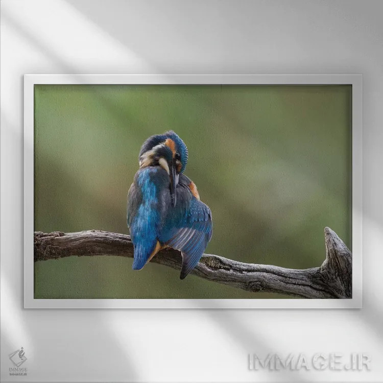 تابلو ماهیخورک در حال آراستن خود اثر باور میسون - نمای قابدار سفید