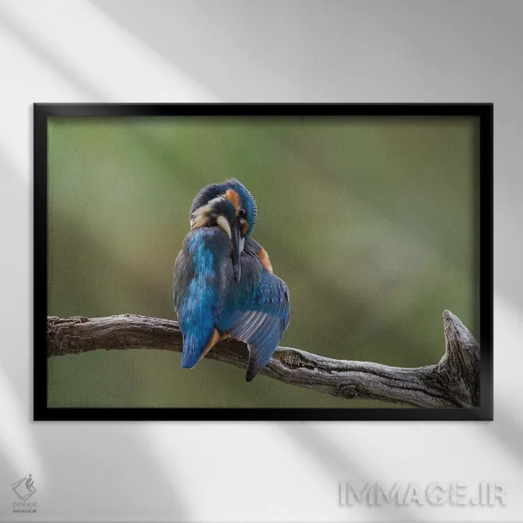 تابلو ماهیخورک در حال آراستن خود اثر باور میسون - نمای قابدار مشکی