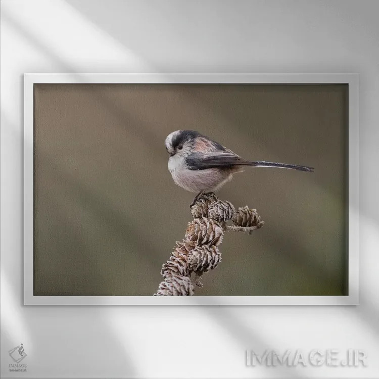 تابلو دمدراز روی مخروط لاریکس اثر باور میسون - نمای قابدار سفید