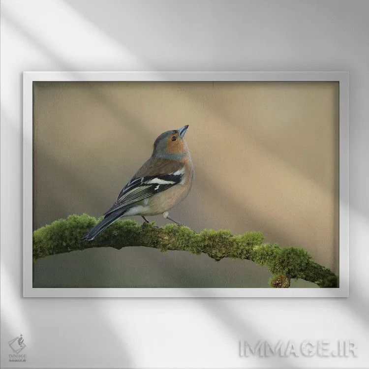 تابلو فنچ نر (نوعی پرنده کوچک) اثر باور میسون - نمای قابدار سفید