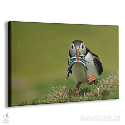 تابلو پافین در حال دویدن (نوعی پرنده دریایی) اثر باور میسون - نمای پرسپکتیو محصول