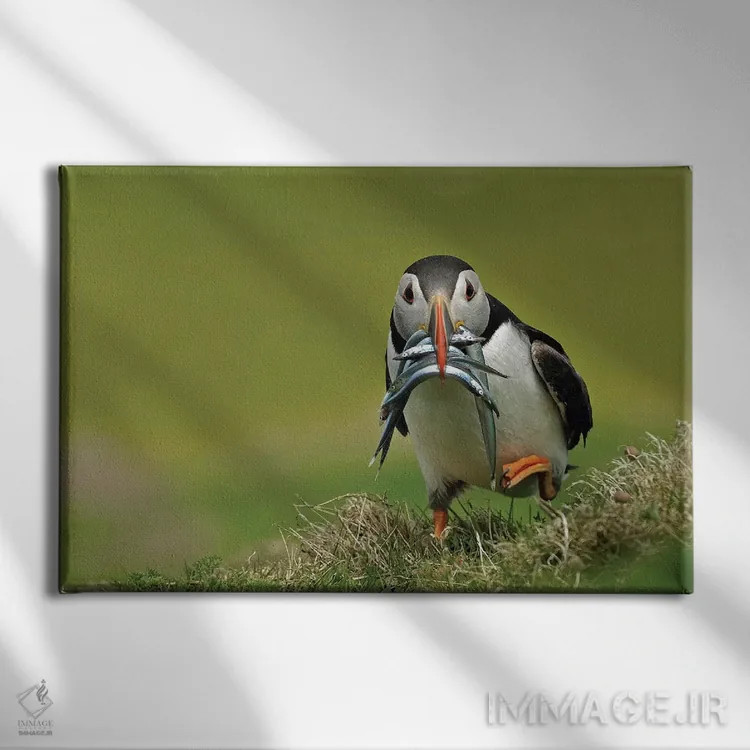 تابلو پافین در حال دویدن (نوعی پرنده دریایی) اثر باور میسون - نمای روبهرو روی دیوار