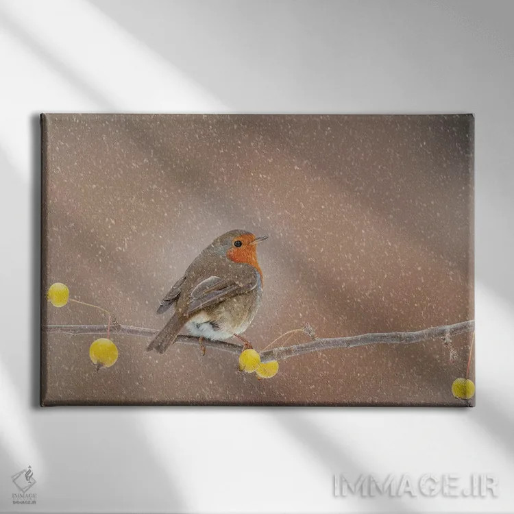 تابلو سینهسرخ در برف اثر باور میسون - نمای روبهرو روی دیوار