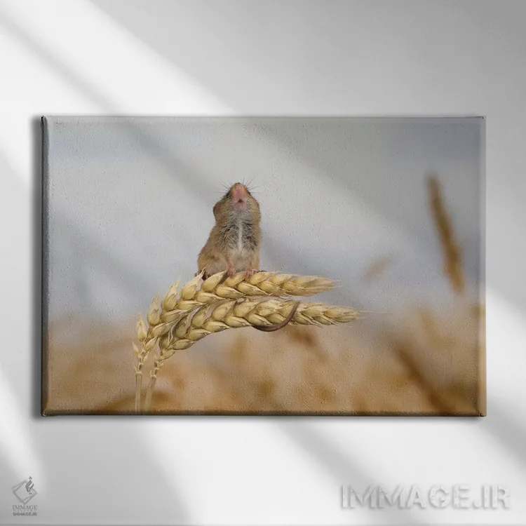 تابلو بروم بالاتر؟ اثر باور میسون - نمای روبهرو روی دیوار