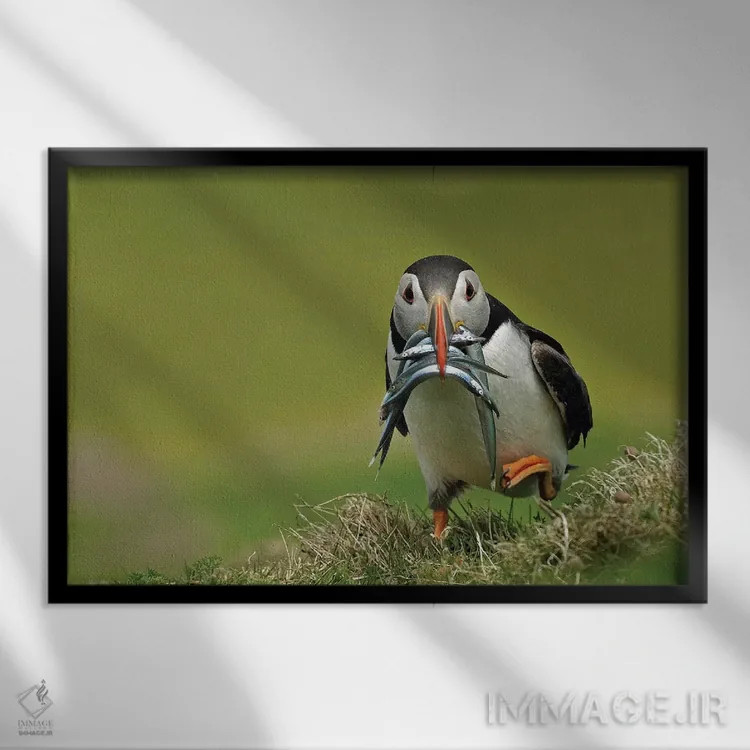 تابلو پافین در حال دویدن (نوعی پرنده دریایی) اثر باور میسون - نمای قابدار مشکی