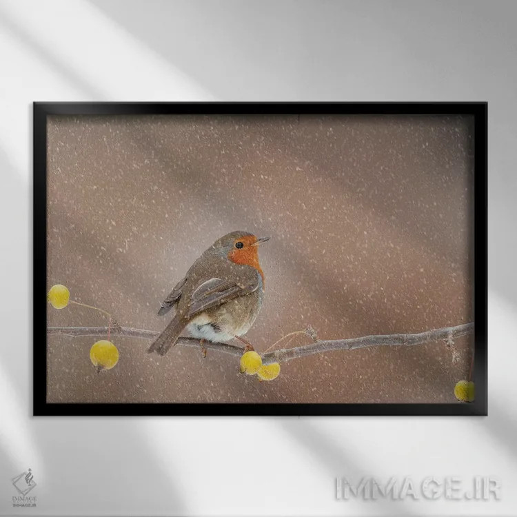 تابلو سینهسرخ در برف اثر باور میسون - نمای قابدار مشکی