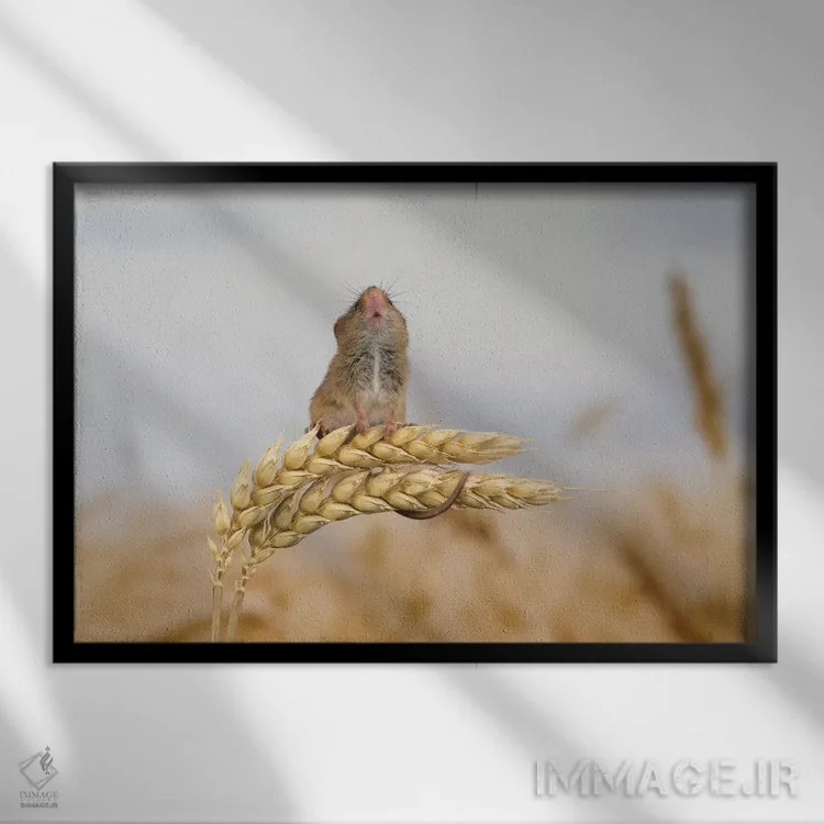 تابلو بروم بالاتر؟ اثر باور میسون - نمای قابدار مشکی