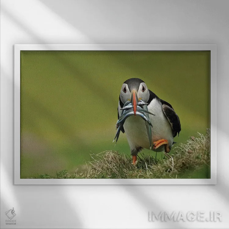 تابلو پافین در حال دویدن (نوعی پرنده دریایی) اثر باور میسون - نمای قابدار سفید