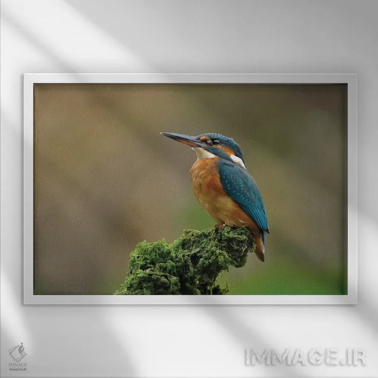 تابلو ماهیخورک مغرور اثر باور میسون - نمای قابدار سفید