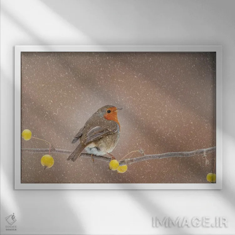 تابلو سینهسرخ در برف اثر باور میسون - نمای قابدار سفید