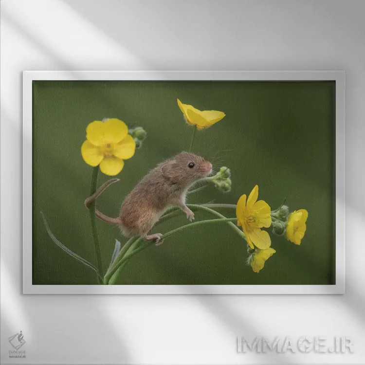 تابلو بوی شیرین موفقیت اثر باور میسون - نمای قابدار سفید