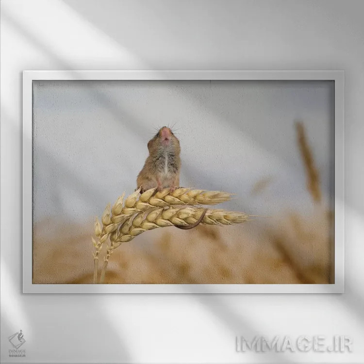 تابلو بروم بالاتر؟ اثر باور میسون - نمای قابدار سفید