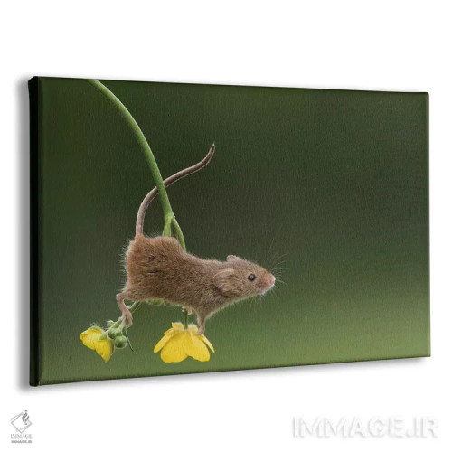 تابلو آکروبات (بازیگر بندباز) اثر باور میسون - نمای پرسپکتیو محصول