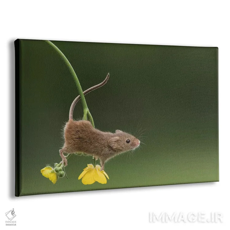 تابلو آکروبات (بازیگر بندباز) اثر باور میسون - نمای پرسپکتیو محصول