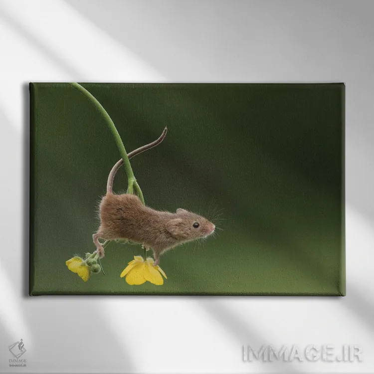 تابلو آکروبات (بازیگر بندباز) اثر باور میسون - نمای روبهرو روی دیوار