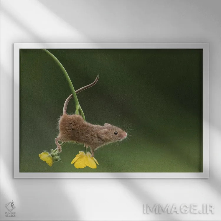 تابلو آکروبات (بازیگر بندباز) اثر باور میسون - نمای قابدار سفید