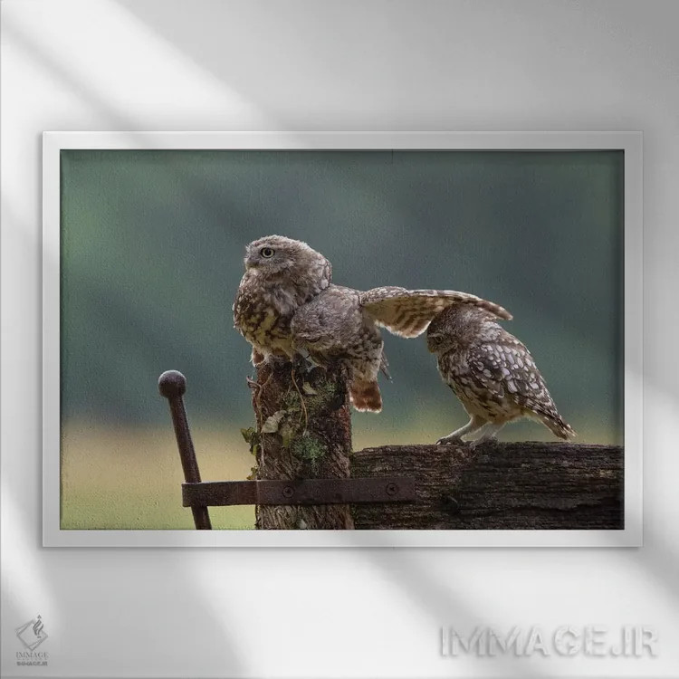 تابلو سه کلهپوک اثر باور میسون - نمای قابدار سفید