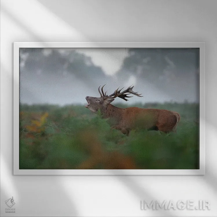 تابلو گوزن نر غرشکنان اثر باور میسون - نمای قابدار سفید