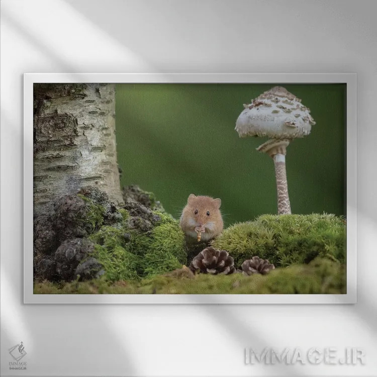 تابلو نوازندهٔ فلوت اثر باور میسون - نمای قابدار سفید