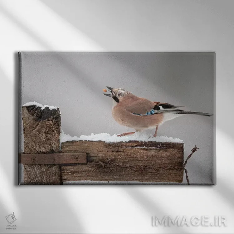 تابلو زاغ شعبدهباز (یا شعبدهزن) اثر باور میسون - نمای روبهرو روی دیوار