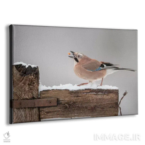 تابلو زاغ شعبدهباز (یا شعبدهزن) اثر باور میسون - نمای پرسپکتیو محصول