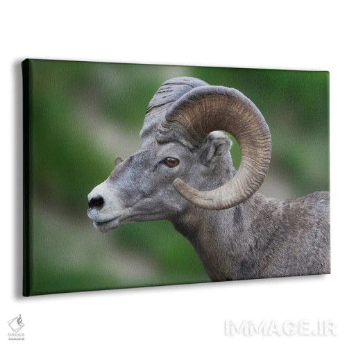 تابلو گوسفند شاخبزرگ (حیوان وحشی) اثر دنیس فراتس - نمای پرسپکتیو محصول