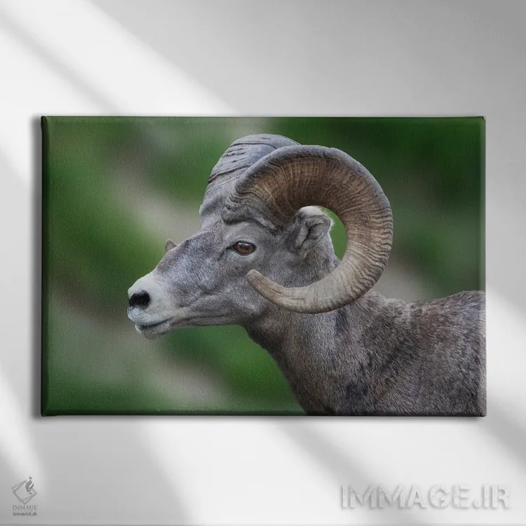 تابلو گوسفند شاخبزرگ (حیوان وحشی) اثر دنیس فراتس - نمای روبهرو روی دیوار