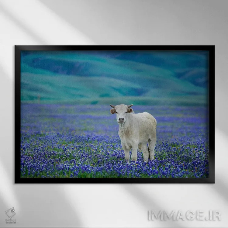 تابلو گاو تنها در میان گل شَکُفتهٔ لوپین (نوعی گل) اثر دنیس فراتس - نمای قابدار مشکی
