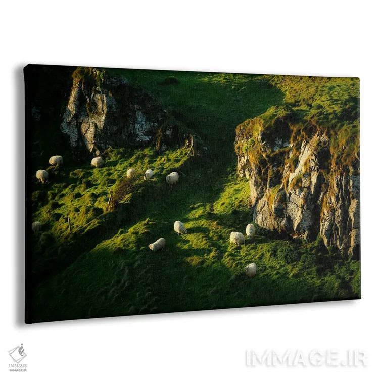 تابلو گوسفند در حال چرا اثر دنیس فراتس - نمای پرسپکتیو محصول