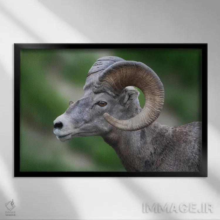 تابلو گوسفند شاخبزرگ (حیوان وحشی) اثر دنیس فراتس - نمای قابدار مشکی