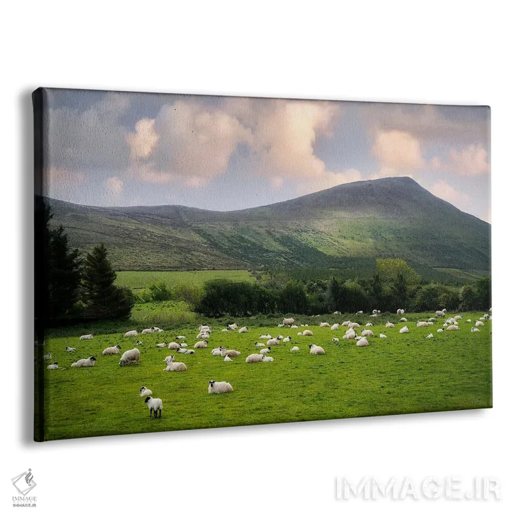 تابلو گوسفند در حال چرا ۲ اثر دنیس فراتس - نمای پرسپکتیو محصول