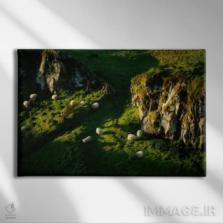 تابلو گوسفند در حال چرا اثر دنیس فراتس - نمای روبهرو روی دیوار