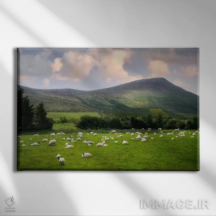 تابلو گوسفند در حال چرا ۲ اثر دنیس فراتس - نمای روبهرو روی دیوار