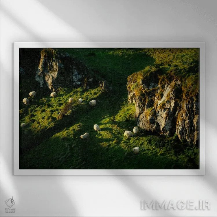 تابلو گوسفند در حال چرا اثر دنیس فراتس - نمای قابدار سفید