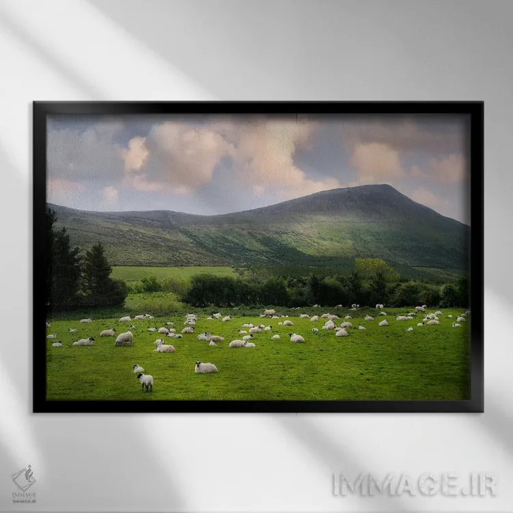 تابلو گوسفند در حال چرا ۲ اثر دنیس فراتس - نمای قابدار مشکی