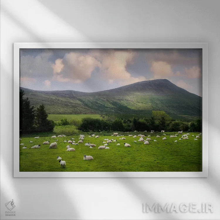 تابلو گوسفند در حال چرا ۲ اثر دنیس فراتس - نمای قابدار سفید