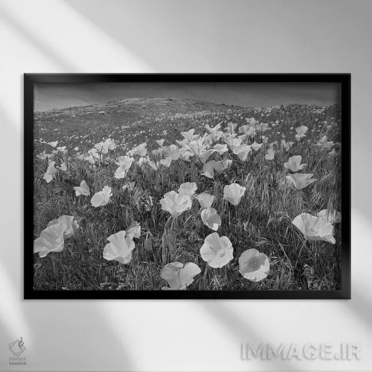 تابلو مزرعهٔ شقایق اثر دنیس فراتس - نمای قابدار مشکی